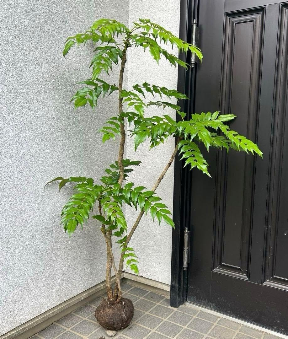 ヒイラギナンテン（根巻き苗）柊南天 ヒイラギナンテン苗木