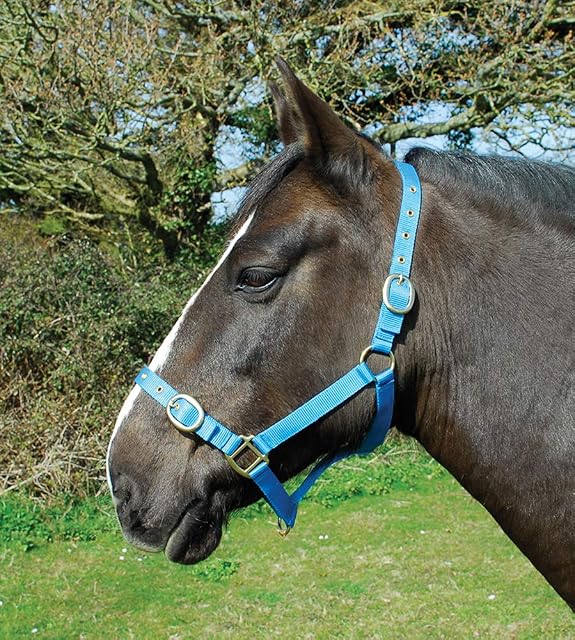 Rhinegold Collar de Nylon - Completo - Turquesa