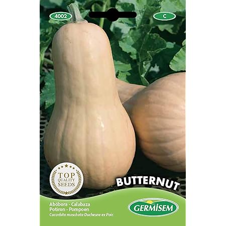 Germisem Kürbis BUTTERNUT