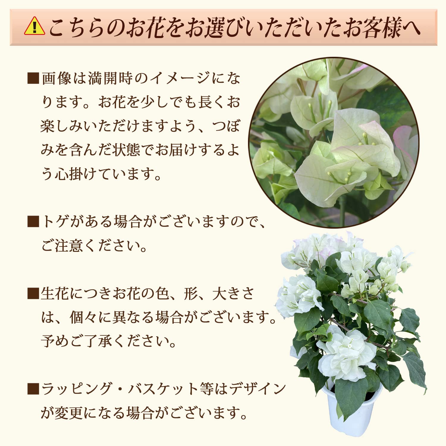 ブーゲンビリア❤︎専用ページ 81huYob2BxL._UF350,350_QL50_.jpg