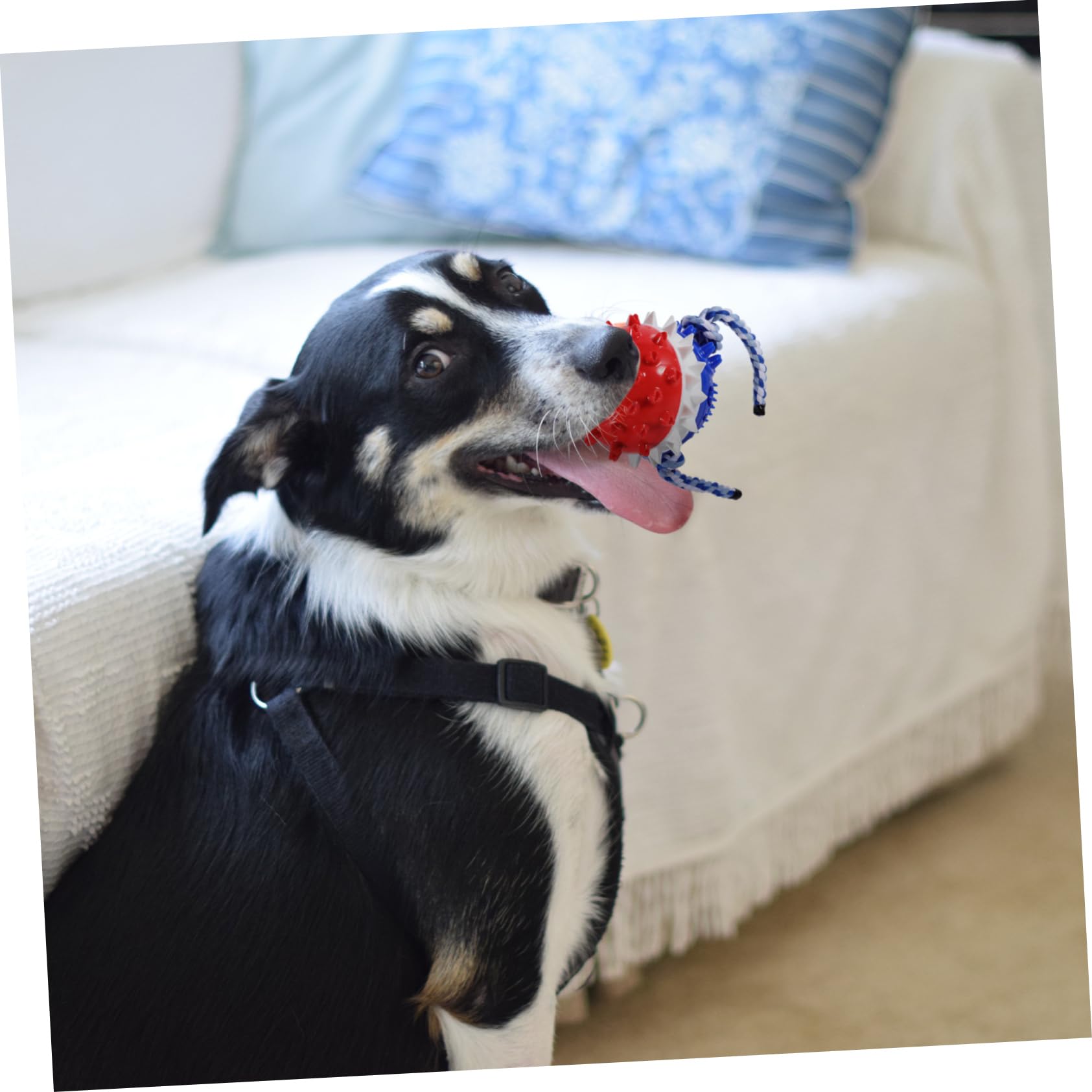 Sosoport 2pezzi Giocattolo Per Cani Da Masticare Per Cuccioli Gioco Per Pulizia Dei Denti e Massaggio Gengivale Giocattolo Divertente e Stimolante Per La Noia