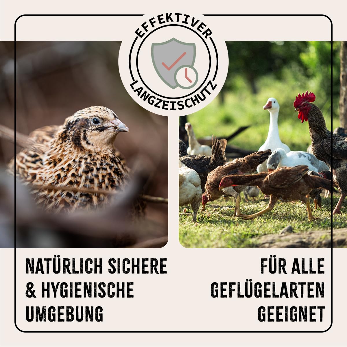 AniForte Kieselgur für Hühner 4,2kg inkl. Stäubeflasche - Reines Kieselgur Hühner Pulver, Kieselerde Pulver, Naturprodukt für Hühnerstall, Laborgeprüft für Geflügel Betriebe