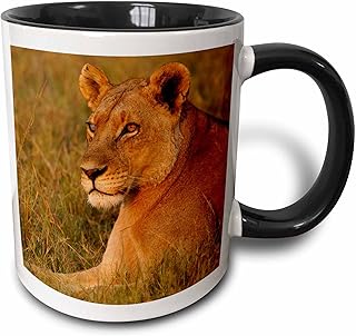 3dRose Lioness, Duba Plains, Okavango Delta. BOTSWANA-AF05 POX0252 - Pete Oxford 11oz Two-Tone Black Mug