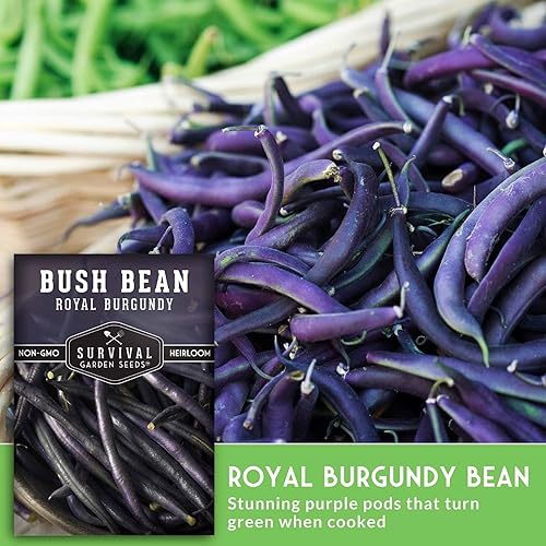 Miniatura 4 de Survival Garden Seeds - Semilla de frijol burdeos real para plantar - Paquete con instrucciones para plantar y cultivar frijoles morados sin hilo en
