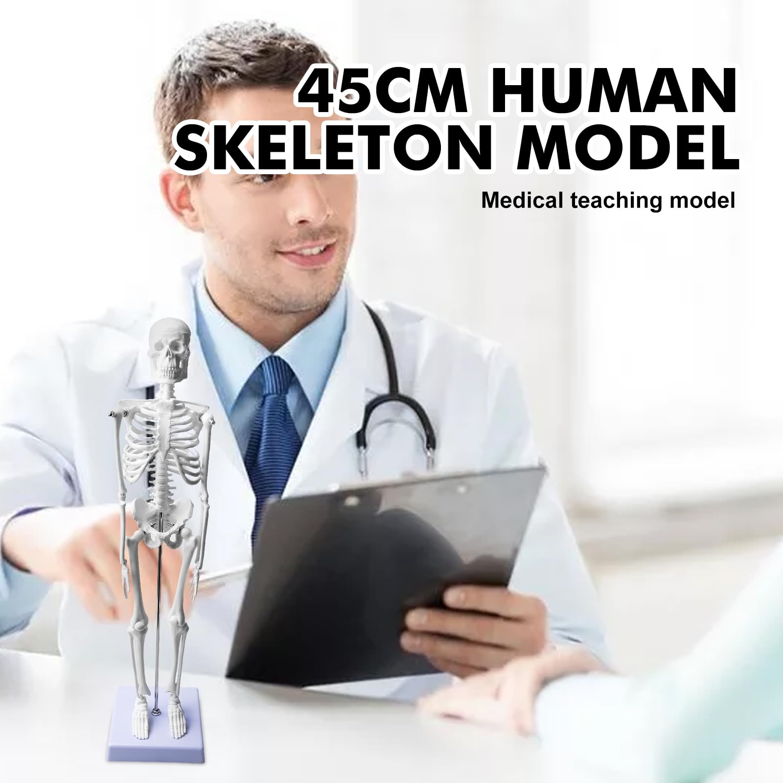 Modello di scheletro umano da 45 cm per anatomia, modello di anatomia a scheletro piccolo, modello funzionale di anatomia per studio di medicina e cliniche