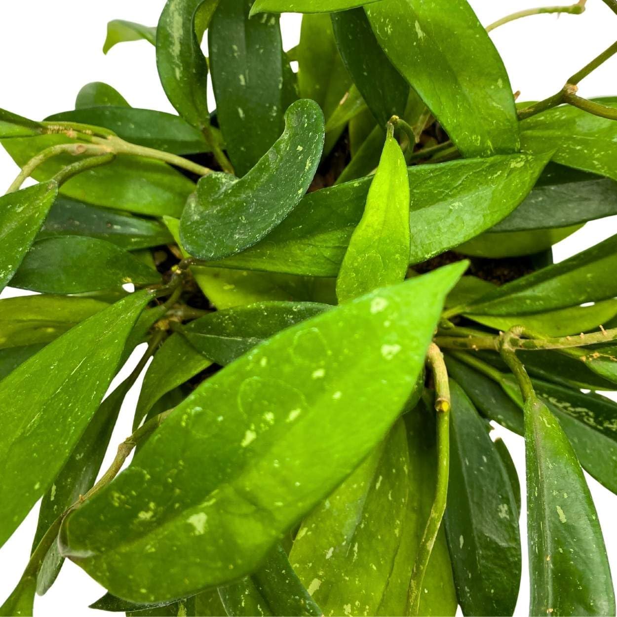 BubbleBlooms Hoya Pubicalyx in a 6 inch Pot Silver Speckled Splash