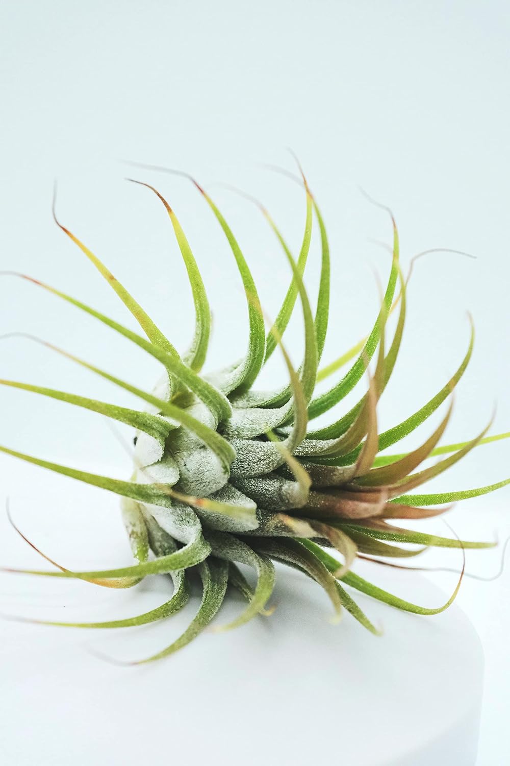 Air Plant Tillandsia Ionantha (Big) Air Plant" Amazon.in Garden & Outdoors