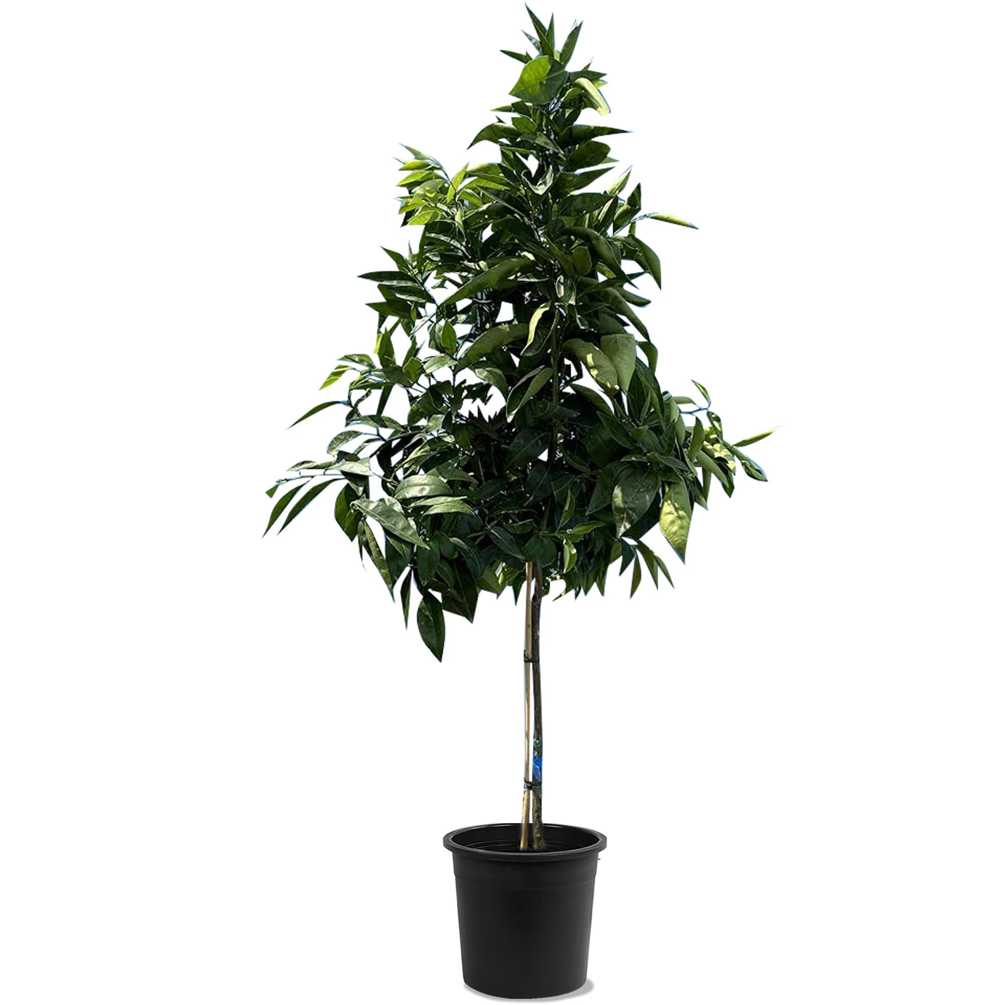 Mandarynka Citrus Reticulata drzewo śródziemnomorskie kwitnące owoce jadalne 150cm doniczka
