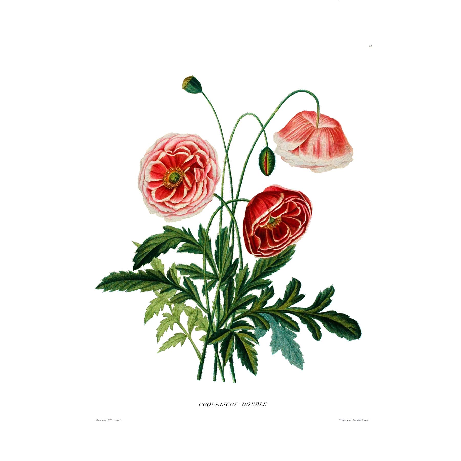 Wee Blue Coo Flower Poppy Coquelicot Double Art Print Poster Wall Decor
