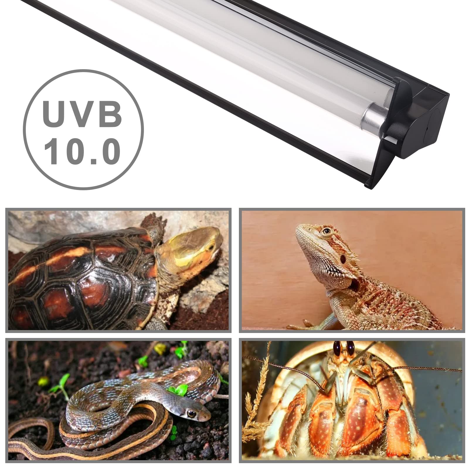 DERNORD T5 UVB Reptile Leuchte Combo Kit 10.0 8W für Bartagame Schildkröte