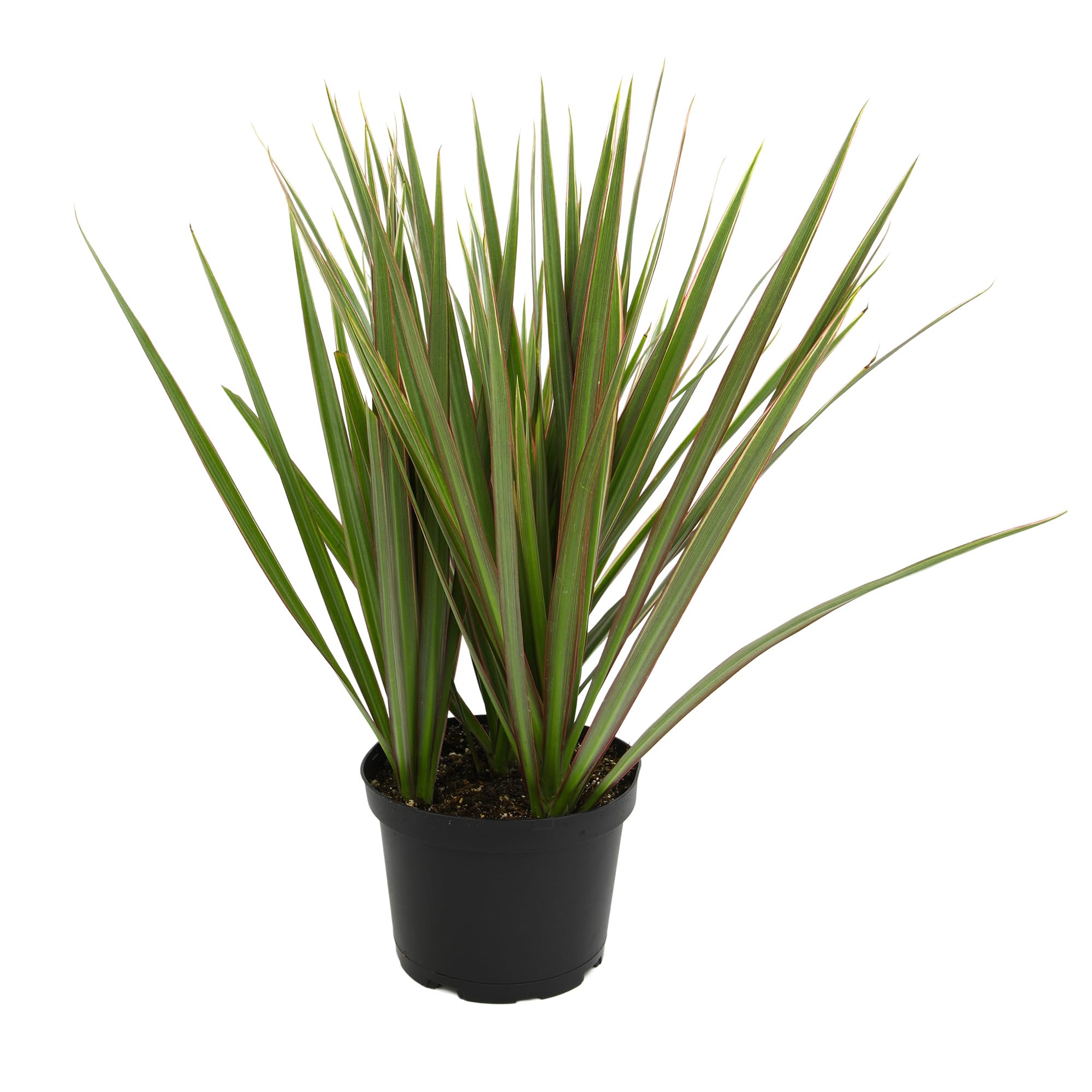 Dracaena Marginata Bicolor Dragon Tree