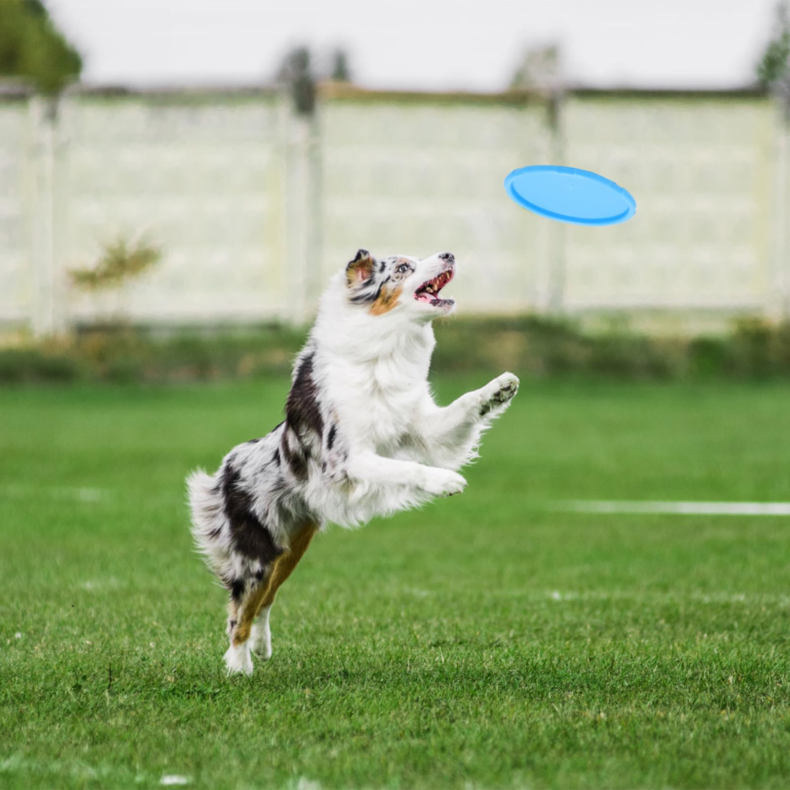 TNSLAND Frisbee Lot de 3 frisbees en Caoutchouc Naturel pour Chien 15 cm, Dog Disc idéal pour Les Jeux de Rapport