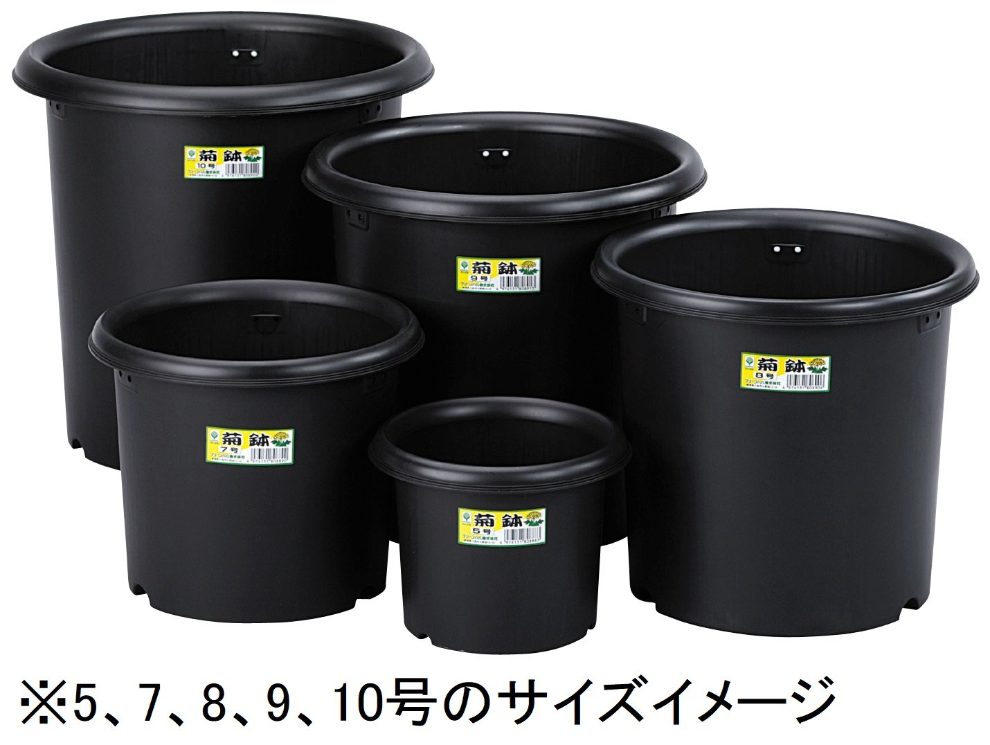 オリーブ バロリーニ 約1.5m 菊鉢10号 Amazon | グリーンパル 菊鉢 10号 黒 容量:約15L | 鉢