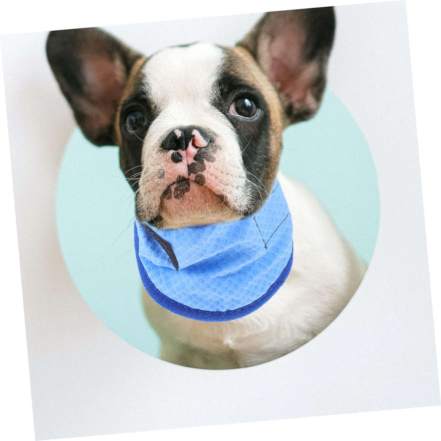 BESPORTBLE 5stücke Kühlendes Hundehalsband Für Sommer Atmungsaktive Und Leichte Bandana Für Haustiere Für Heiße Tage Mit Kühlendem Effekt Pet Cooling Scarf Für Hunde Und Katzen