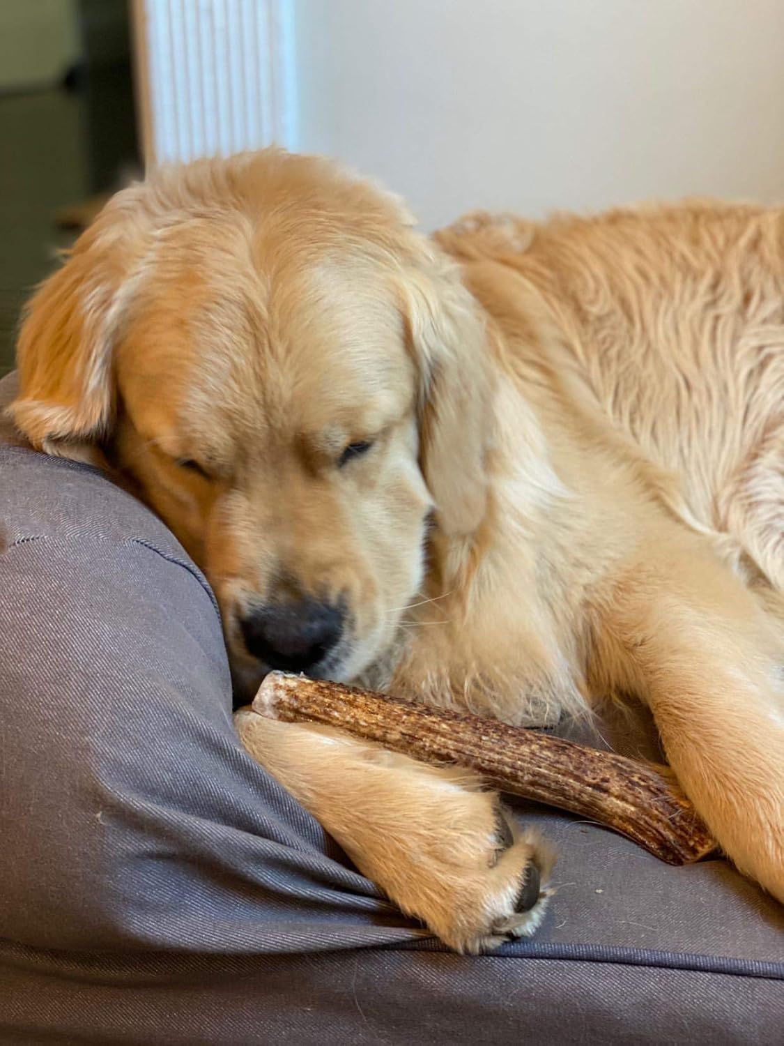 Perfect Pet Chews - Elk Antler Dog Chew - Grade A, All Natural, Organic, and Long Lasting Treats - Made from Naturally Shed Antlers in The USA (D. Large - Dog Weight 40-70 Lbs, 2 - Pack)