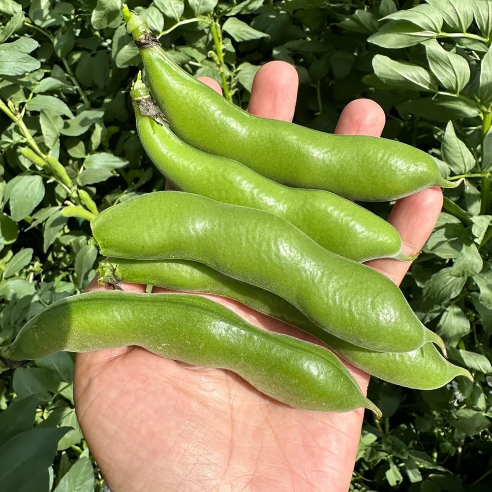 5 pcs dicke bohnen samen winterharte pflanzen fr garten puffbohnen saatgutmeterbohnen  samen feuerbohnen samen samen dicke bohnen bohnen balkon gemse saatgut  bohnen samen gemsesamen : Amazon.de: Garten