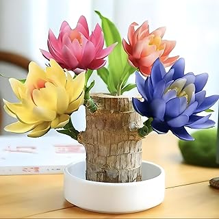 Lucky Wood Plant, Indoor Plant, Brazilian Wood Plants, About to Sprout, Office Desk Ornaments, Kitchen, Living Room (Color-Mixing-1)