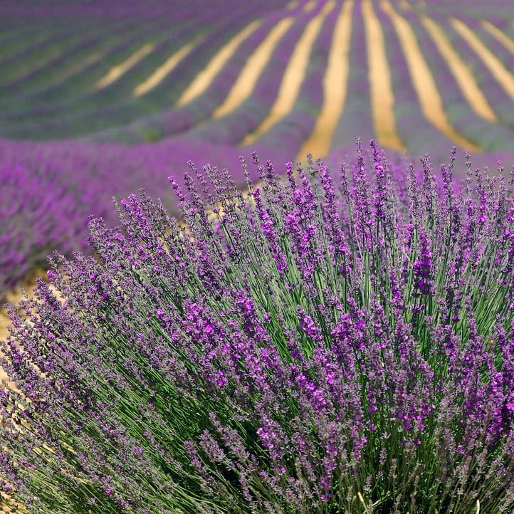 Image secondaire de Gioielli Botanici Collier lavande en acier inoxydable, ampoule en verre avec fleurs naturelles et graines de pomme de douche
