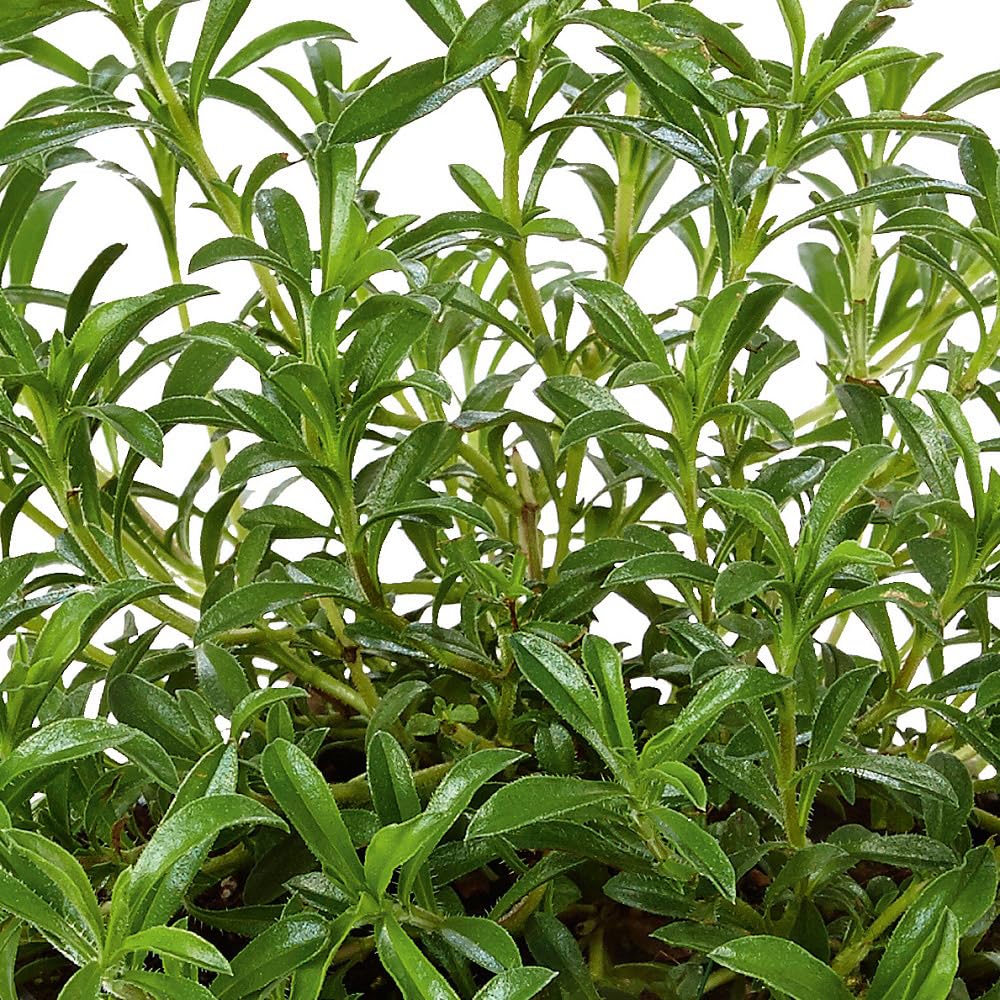 Perennial Savory 'Bolero'. Medium Plug Plants x 4. Small, peppery Leaves. Available from Bedwen Plants.