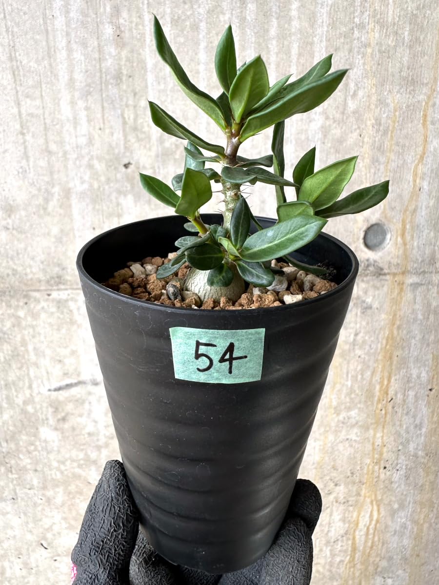 Amazon｜【現品限り】パキポディウム・ビスピノーサム【L54