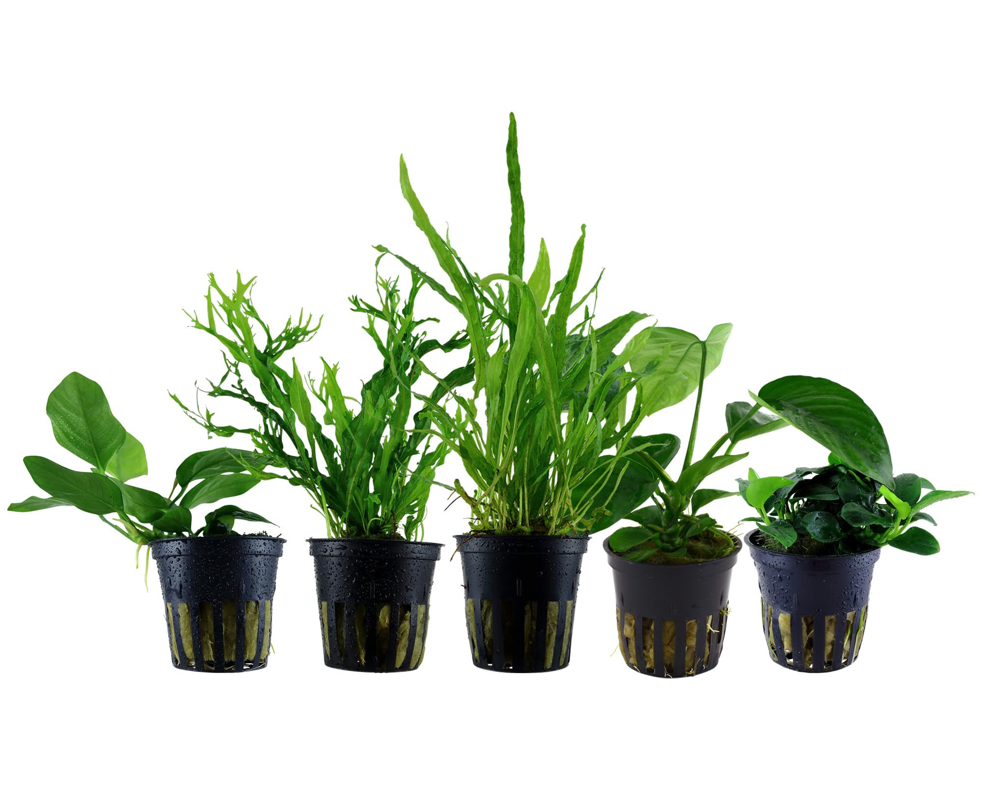 Garnelio Aquarium Pflanzen - 5X Aufsitzerpflanzen - Aquarienpflanzen für Anfänger - Anubias barteri caladiifolia, Anubias Petite, Microsorum Windeløv, Narrow, Nana - Set mit 5 Aquariumpflanzen