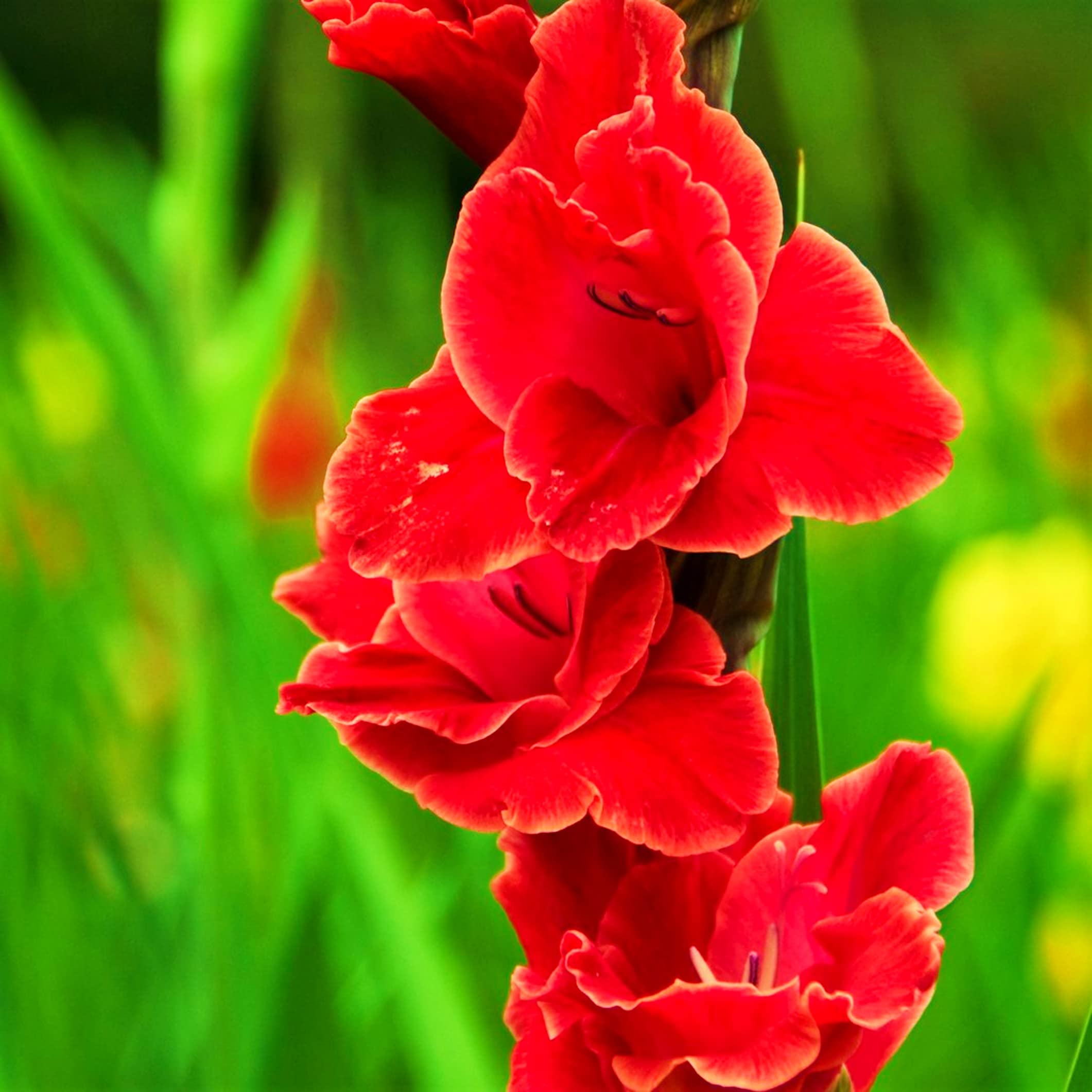 Tim Tim Agro Gladiolus Brilliant Mix Flower Imported & Hybrid Bulbs Best Pack of 25 For Your Home Plant & Garden 1