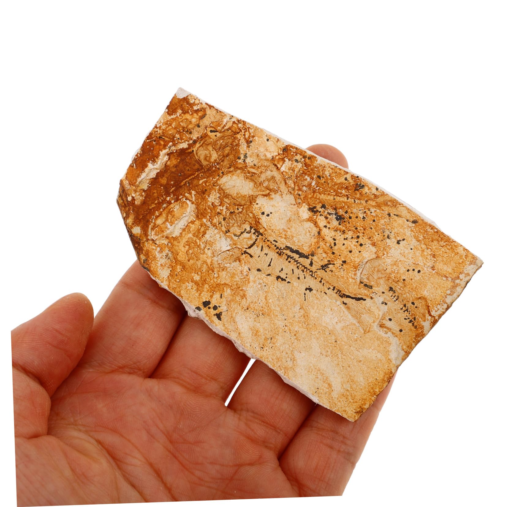 JECOMPRIS Wolf-finned Fish Fish Specimen Decor Sea Creature Specimen for Teaching Paleontological Sea Creature Ornament Paleontological Fish Specimen Teaching Sea Creature Specimen