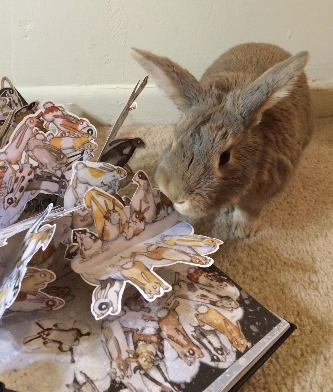 The Rabbit Problem: Gravett, Emily, Gravett, Emily: 9781442412552 ...