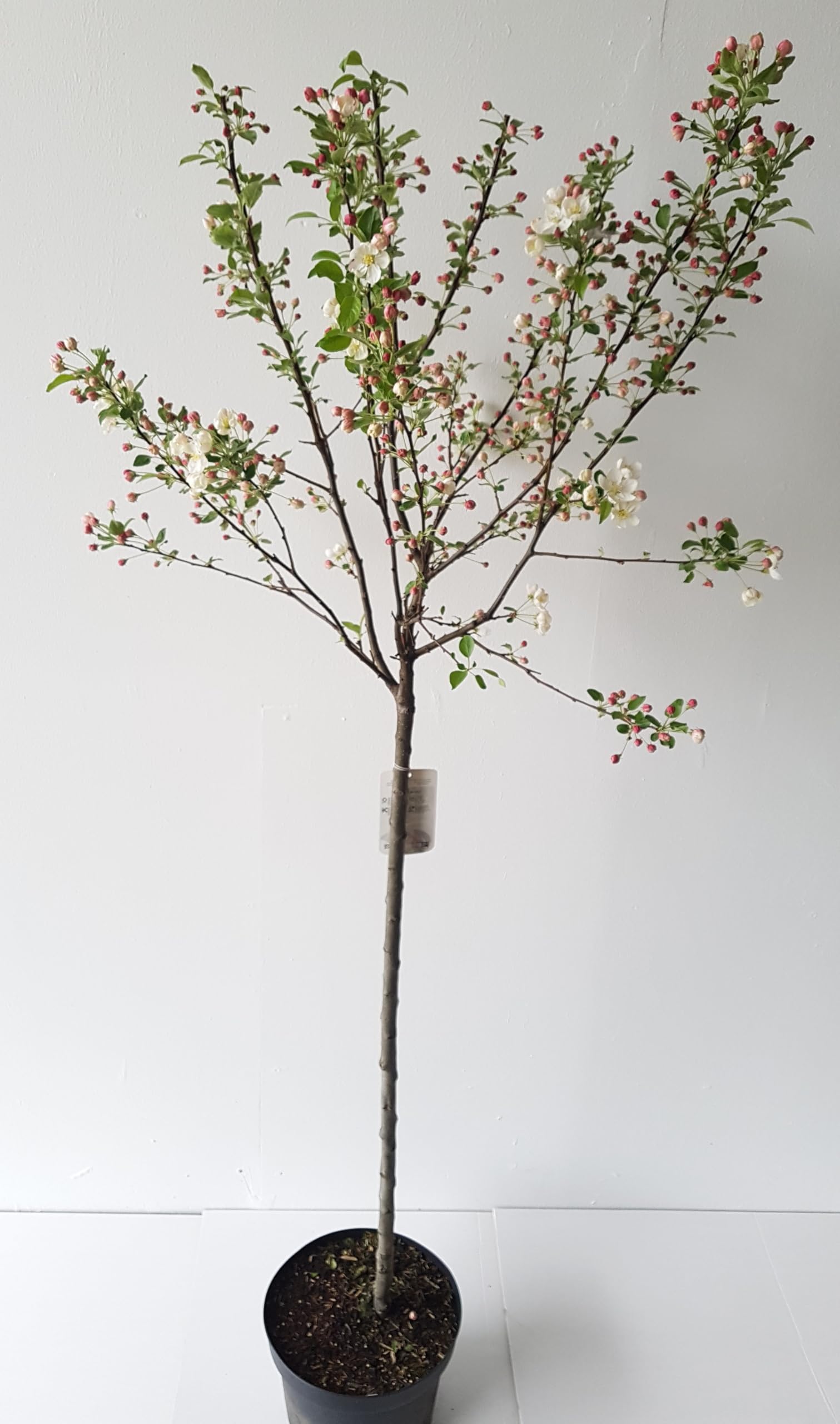 Malus 'Evereste' - 180-190 cm - Zierapfel Hochstamm