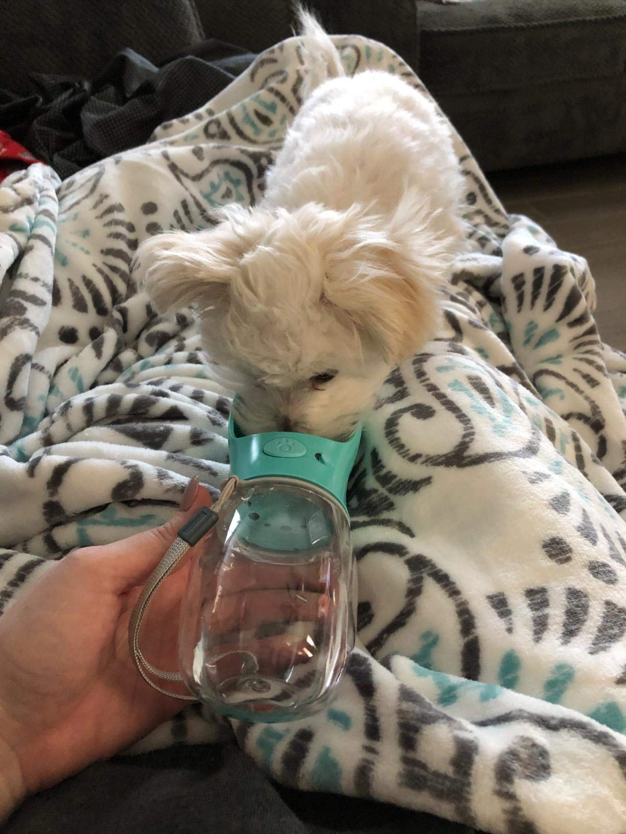 Borraccia Pieghevole Per Cani: 285 Ml, A Prova Di Perdite, Ideale Per Passeggiate E Viaggi!