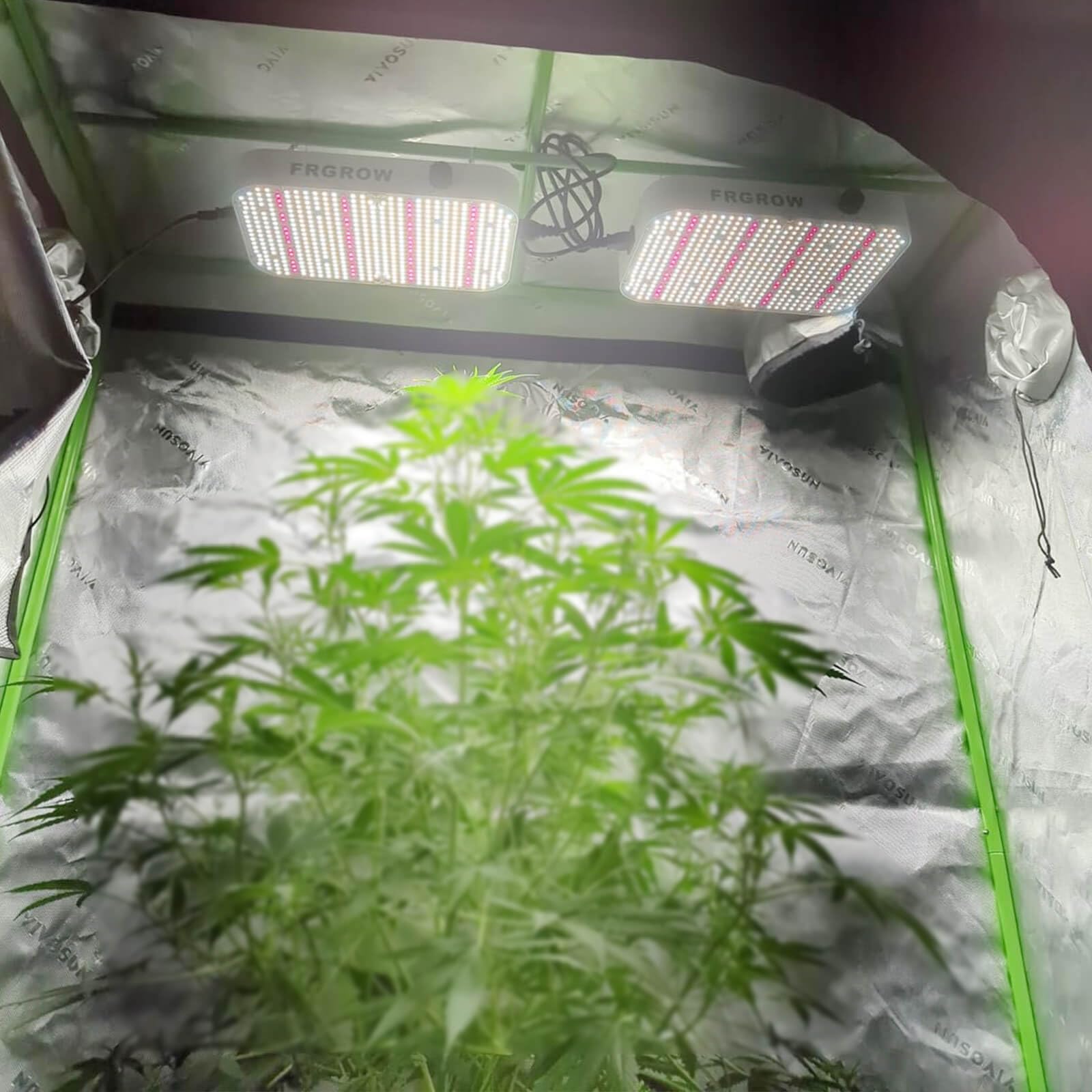FRGROW 65 Watt LED Pflanzenlampe Dimmbar, 6000 Lumen LED Grow Lampe Vollspektrum mit Daisy Chain Funktion, 576 PSC LEDs Grow Light Perfekt für 60x60CM Growzelt Pflanzenwachstum