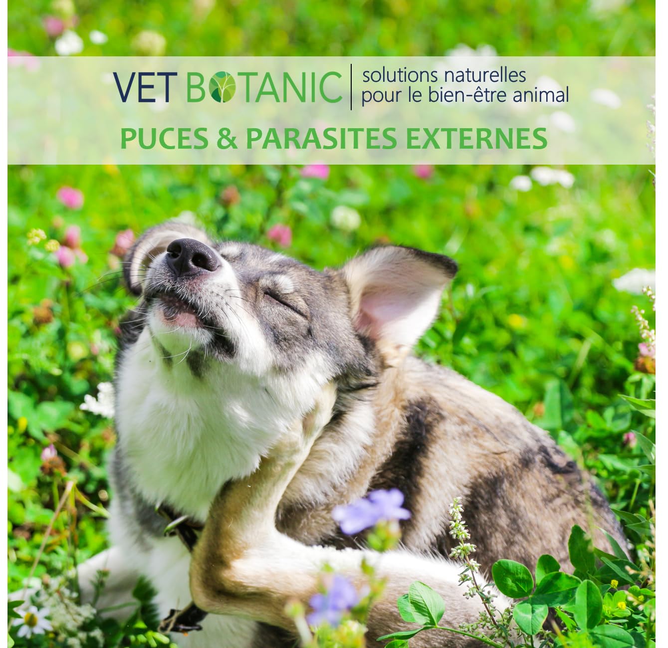 Terre de diatomée Chiens et Chats – Parasites externes Chiens et Chats (Poudre) - 100g