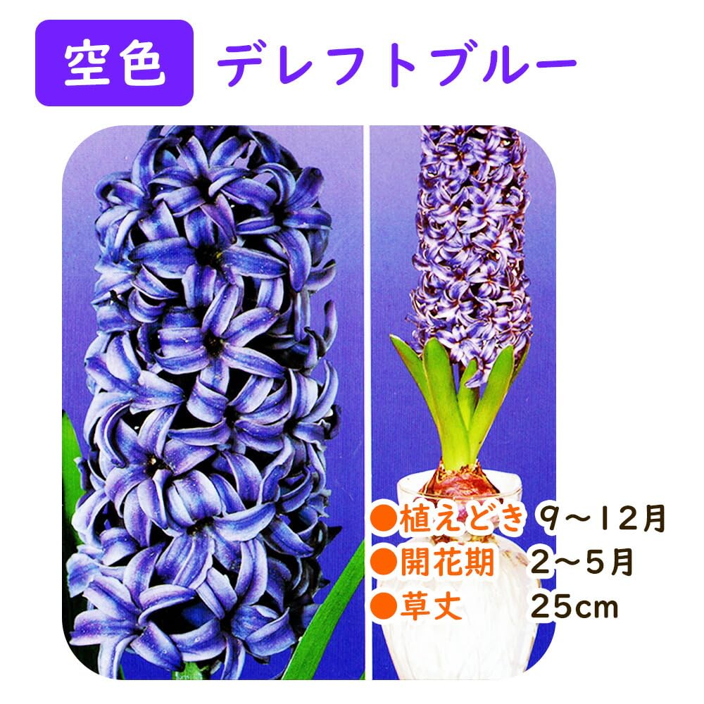 Amazon.co.jp: 選べる花色「 ヒヤシンス 球根 【 空色(デレフトブルー