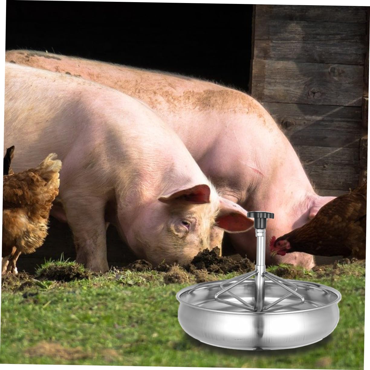 Gatuida Mangiatoia Per Suinetti Inossidabile Ciotola Resistente e Antisversamento Per Alimenti e Facile Posizionare Design e