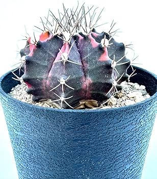 Amazon.co.jp: ギムノカリキウム ミハノビッチ錦 緋牡丹錦