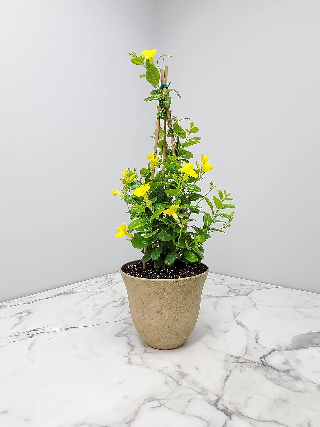 Live Yellow Mandevilla Trellis with Pot and Soil - Gardening Kit - 13" Resin Planter - Live Flowering Plant - Tropical Plants of Florida - Overall Height 36" (Honeysuckle Fossil)