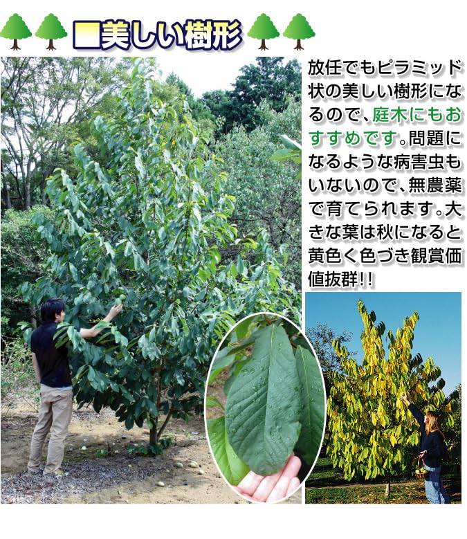 Amazon.co.jp: 果樹苗 ポポー なめらか大玉ポポーセット 2種2株 Amazon.co.jp: 果樹苗 ポポー なめらか大玉ポポーセット 2種2株