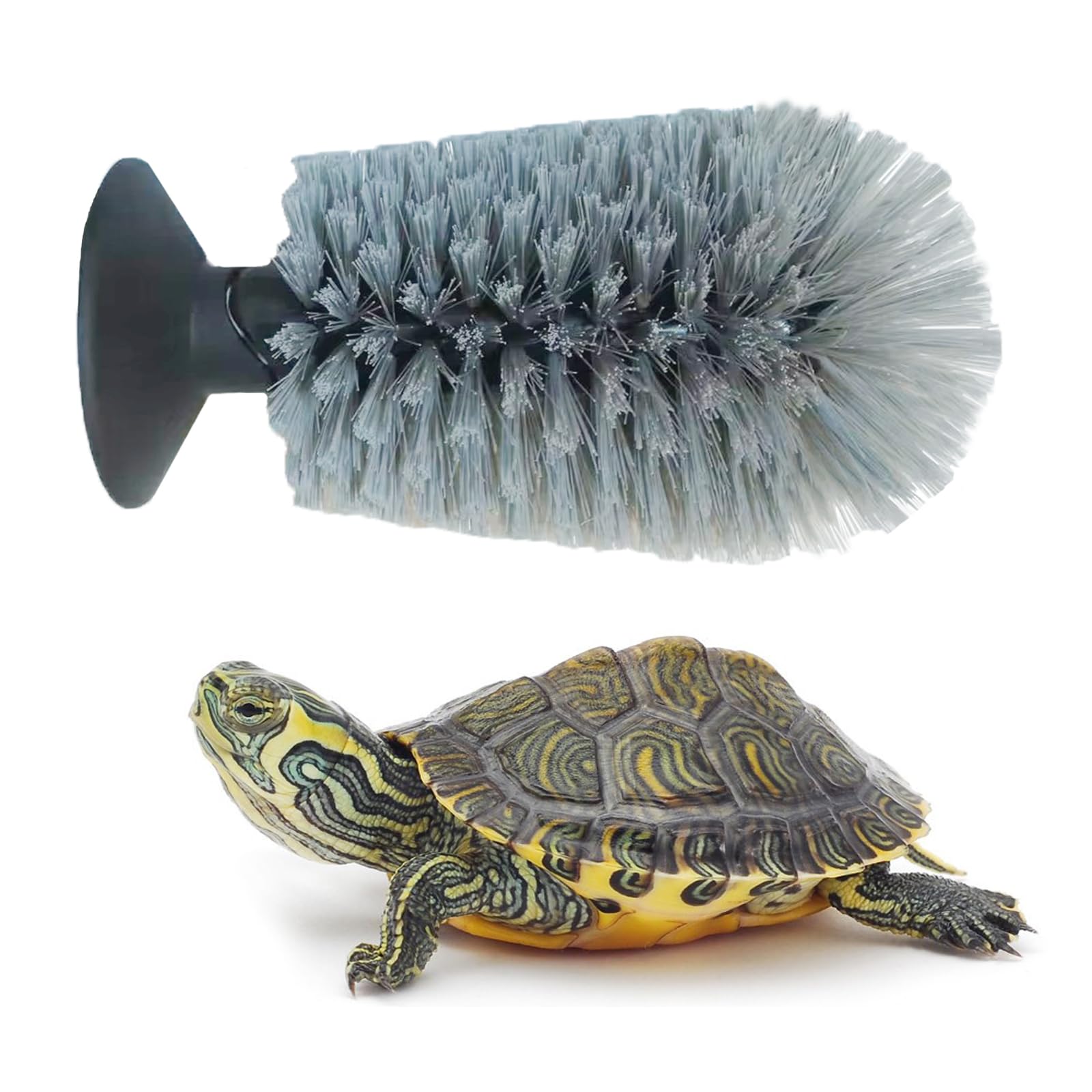 Remove Turtle Turtle Shell Removed Removing Dead Tissue, Retained Scutes And Debris
