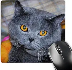 3dRose Mouse pad LLC 20 x 20 x 0,63 cm, gato de cabelo curto britânico (mp_24996_1)