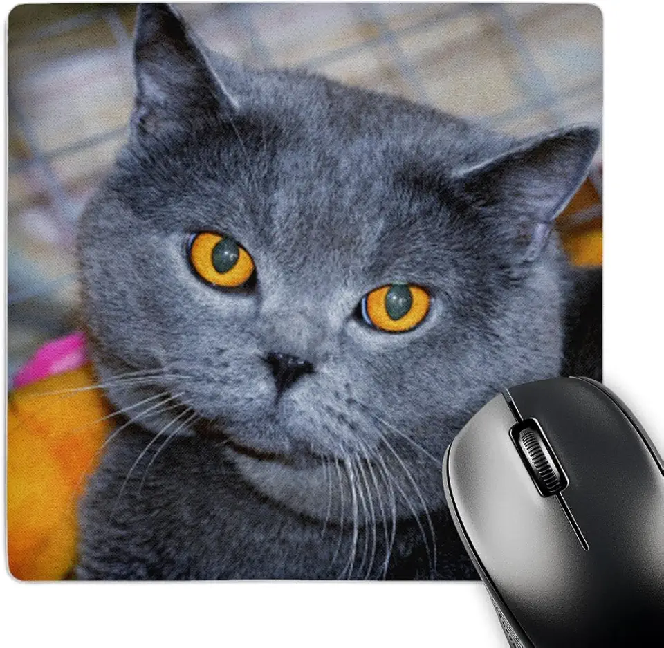 3dRose Mouse pad LLC 20 x 20 x 0,63 cm, gato de cabelo curto britânico (mp_24996_1)
