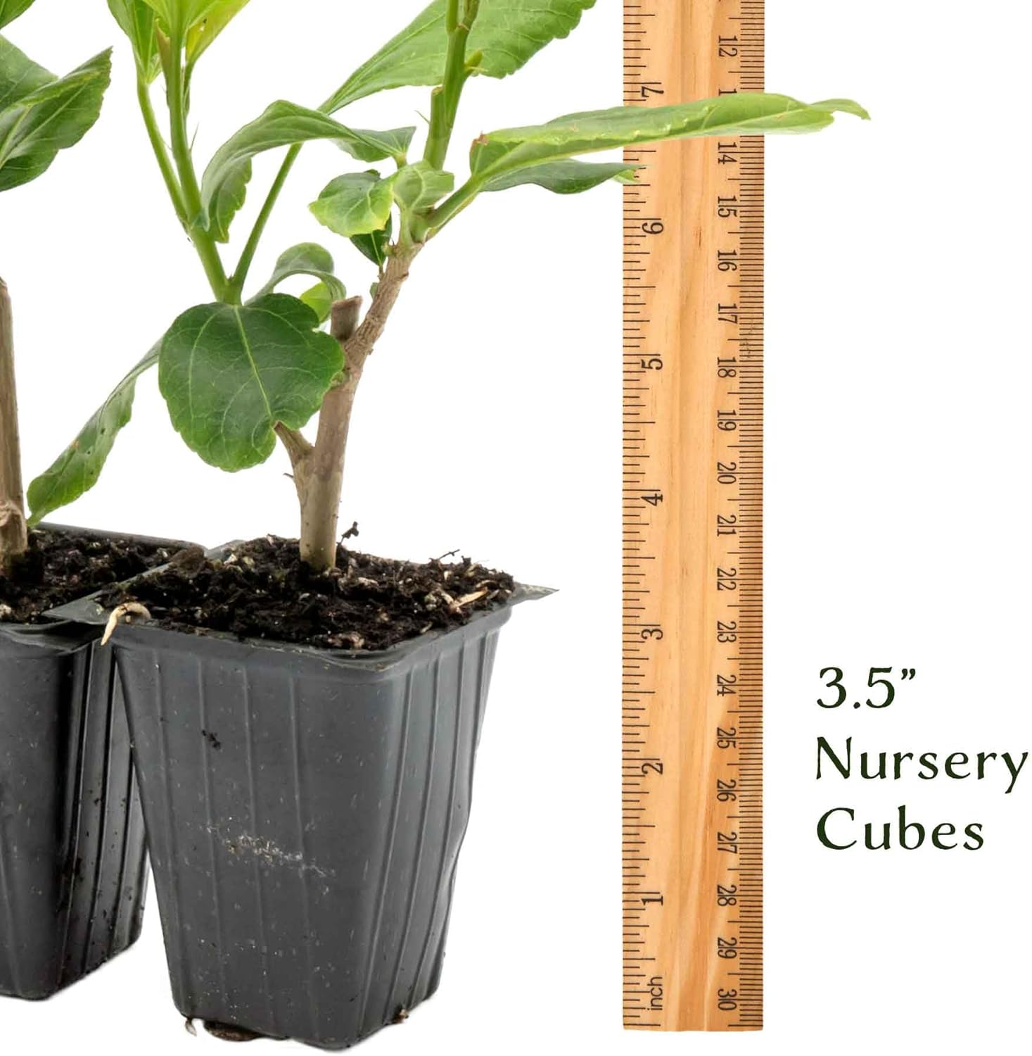 6 White Wing Hibiscus in 3.5” Nursery Cubes (Hibiscus rosa-sinensis) | Tropical Evergreen Shrub for Hedges, Containers & Ornamental Landscaping | Ready-to-Plant Live Starter Plants