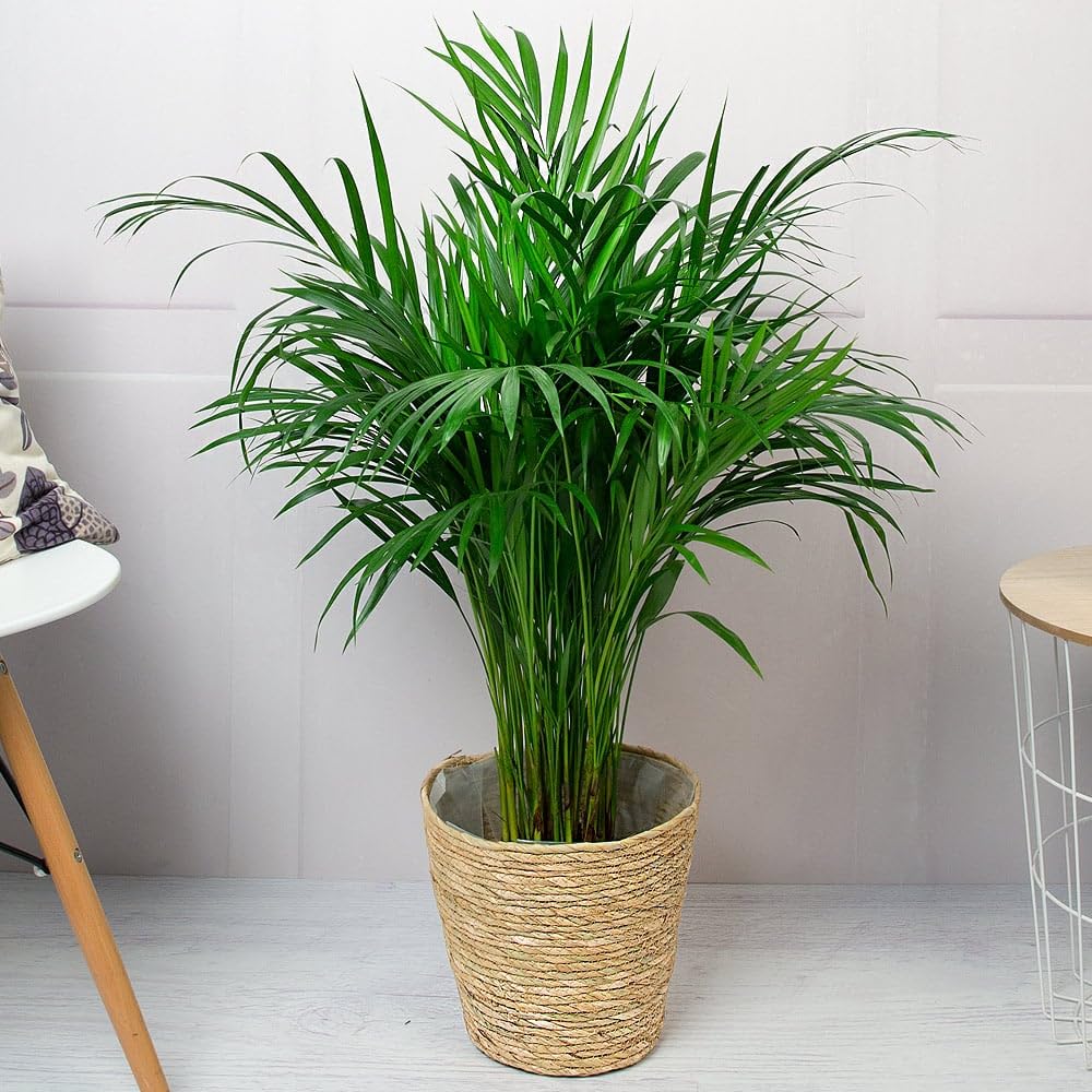 GROWONIA Live Areca Palm PLant Indoor Outdoor Real Houseplant Air Purifier Approved by NASHA for Home, Office (Pack Of 1)-image-30