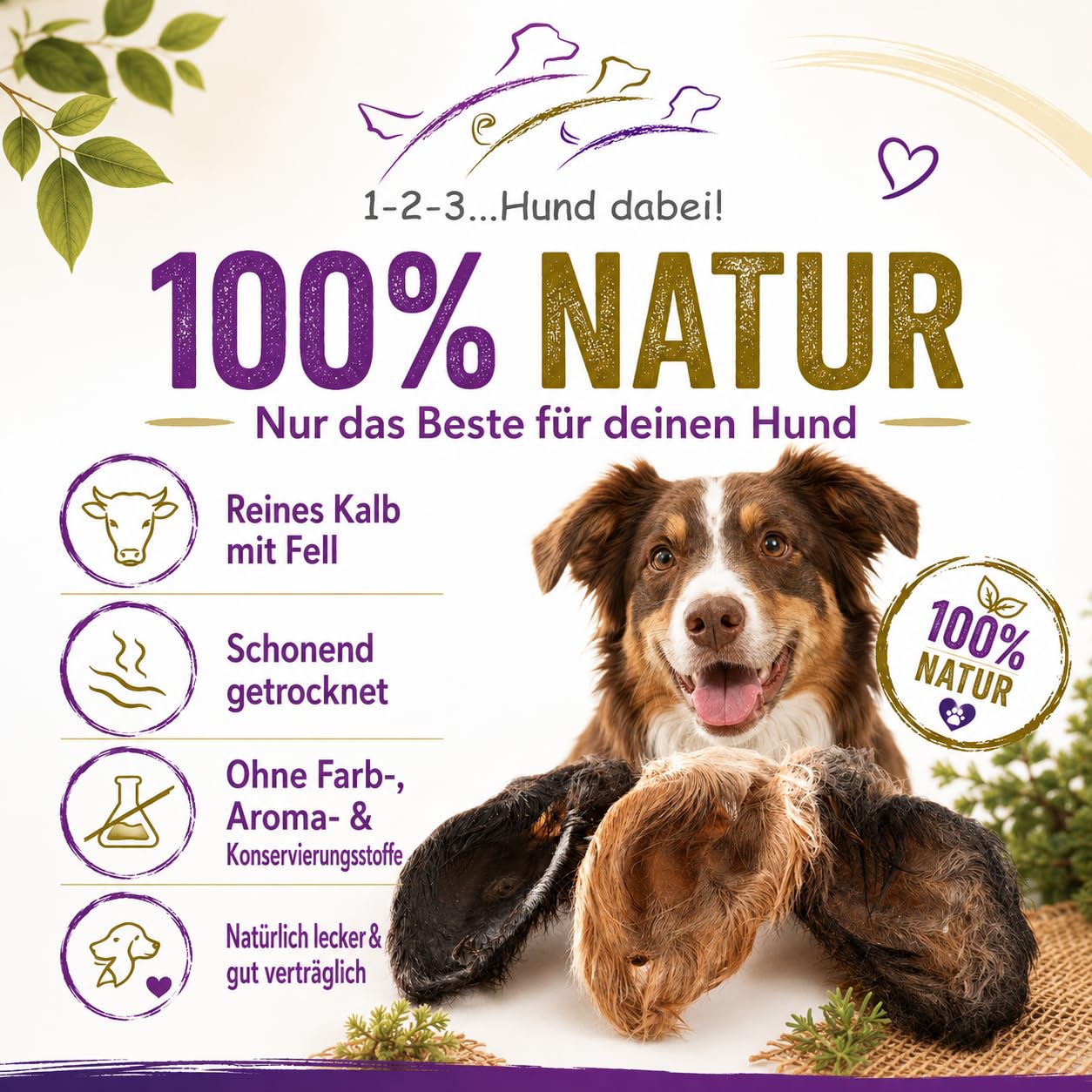 Orejas de ternero/vacuno con concha y piel XXL, secado suave, bien tolerado, limpieza gastrointestinal natural (100)