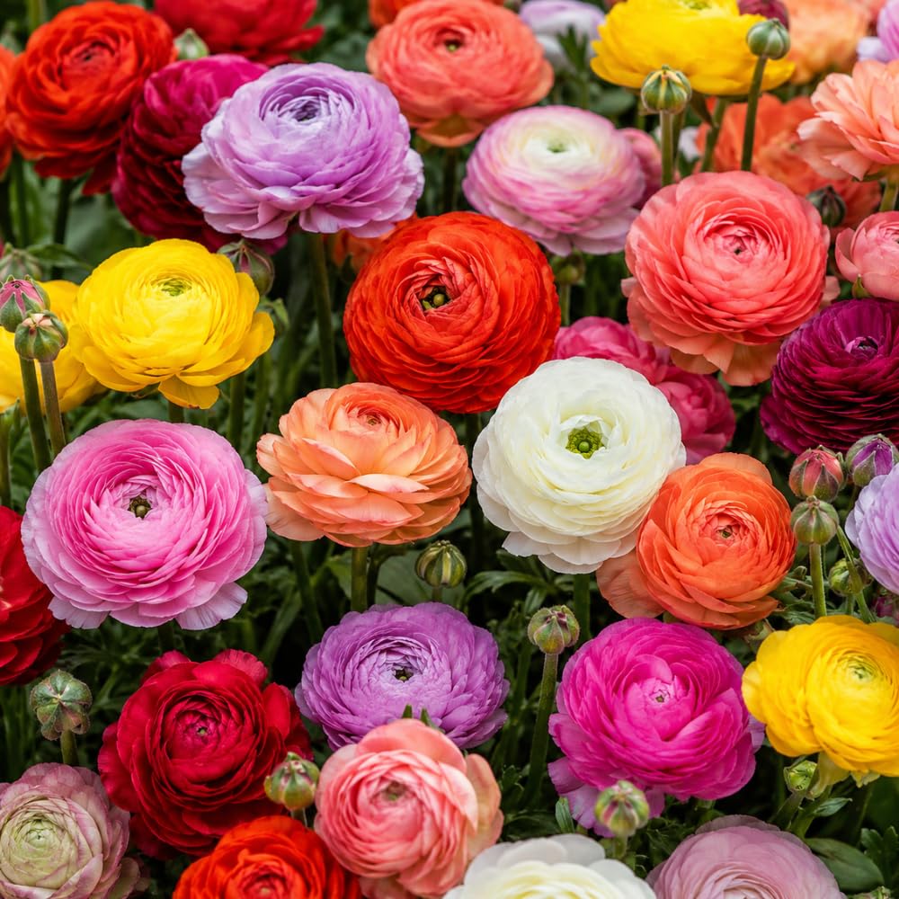 AVERAR Ranunculus Bulbs