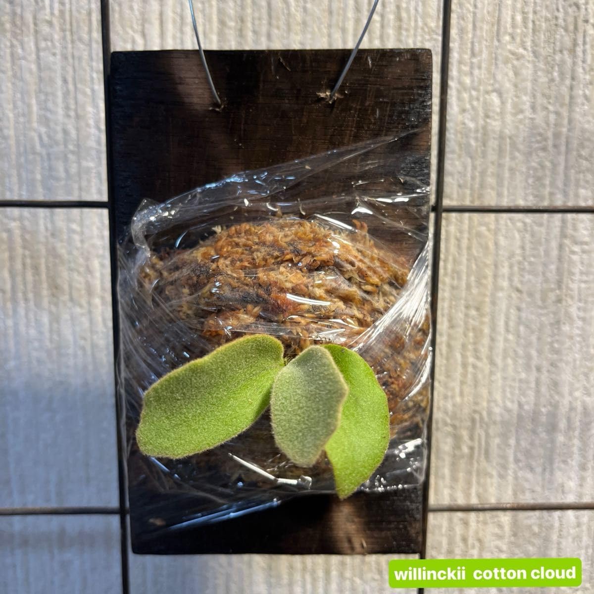 willinckii cotton cloud ウィリンキーコットンクラウド ビカクシダ Pla c