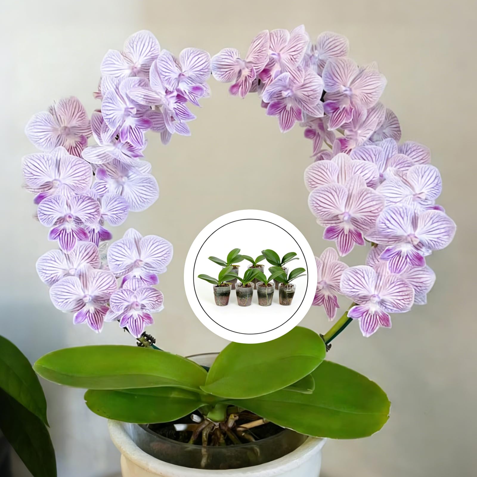 Live Baby Phalaenopsis Orchid Seedling (Bare Root, No Pot), Easy Care Small Indoor Houseplant for Home Office Desk Decor, Live Plant Gift for Plant Lovers Beginners (Yellow, 2) - 5