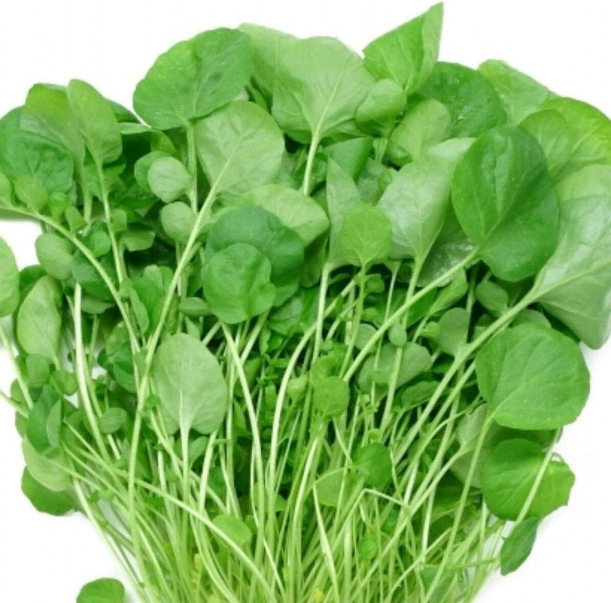 Watercress - Nasturtium - 200 Seeds