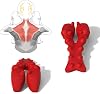 LittleMum Trapezius Trigger Point Massager. Myofasical Release Neck and Shoulder Pain, Suboccipital Release Tool, Posture Corrector, Relieve Upper Back Pain &Tension Headache