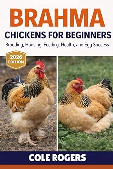 BRAHMA CHICKENS FOR BEGINNERS Brooding, Housing, Feeding, Health, and Egg Success