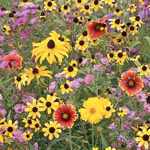 Dirt Goddess Super Seeds  Mezcla de semillas de flores silvestres del noreste (12 libra)